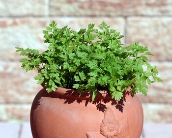 Herb Plants Chervil In 9cm Pots, 7 of 7