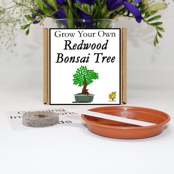 Gardening Gift. Grow Your Own Redwood Bonsai Tree, 2 of 5