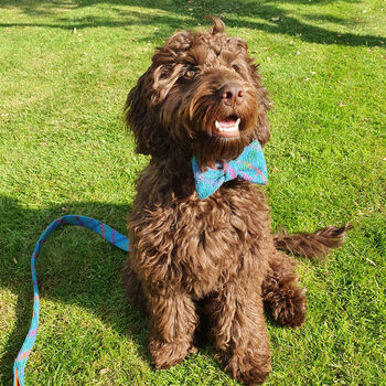 Gus's Turquoise Harris Tweed Dog Collar, 5 of 6