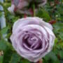 Rose Blue Moon, Mothers Day Rose Gift, thumbnail 1 of 2