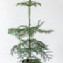 Norfolk Island Pine | Sustainable Christmas Tree, thumbnail 2 of 5