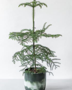 Norfolk Island Pine | Sustainable Christmas Tree, 2 of 5