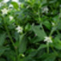 Chilli Plants, 'Gusto Purple', thumbnail 2 of 7