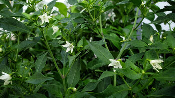 Chilli Plants, 'Gusto Purple', 2 of 7