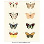 Family Butterfly Print, Unframed, thumbnail 9 of 9