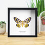 Four O'clock Moth Handcrafted Frame, thumbnail 1 of 3