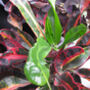 Houseplant Branched Croton Mammy Five Litre Pot, thumbnail 1 of 1