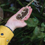 Guided Woodland Nature Walk For One In The South Downs, thumbnail 5 of 9