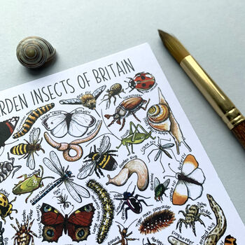 Garden Insects Of Britain Watercolour Postcard, 12 of 12