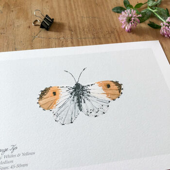 ‘Orange Tip’ Butterfly A5 Giclée Art Print, 3 of 3