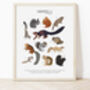 Types Of Squirrels Print, thumbnail 1 of 3