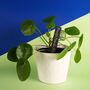Personalised Slate Plant Marker, thumbnail 1 of 2