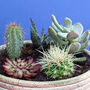 Personalised Succulents Indoor Garden, thumbnail 2 of 4