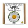 Unusual Birthday Gardening Gift. April Birth Flower, thumbnail 3 of 3