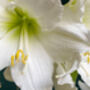 Amaryllis Bulbs 'White' One X Bulb, thumbnail 5 of 7