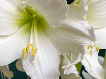Amaryllis Bulbs 'White' One X Bulb, 5 of 7