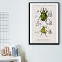 Framed Scientific Beetle Print, Vintage Beetle Art, thumbnail 1 of 7