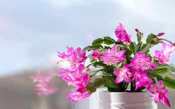 Christmas Cactus Pink Exotic Dancer Three X 13cm Pots, 2 of 6