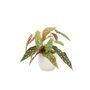 Polka Dot Begonia – Begonia Maculata 12cm Pot, thumbnail 4 of 9