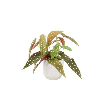 Polka Dot Begonia – Begonia Maculata 12cm Pot, 4 of 9