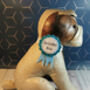 Pet Birthday Rosette Collar Accessory, Two Choices, thumbnail 2 of 4