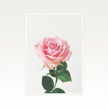 Spring Rose Photographic Flower Print, 2 of 2
