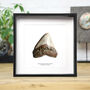 Large Carcharocles Megalodon Tooth Box Frame Real Authentic Jurassic Dinosaur Fossil Museum Quality Natural History Interior Design Home Decor Gift Ornament, thumbnail 1 of 4