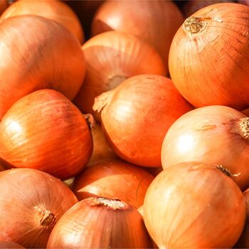 Onion Plants, 'Japanese' Yellow, 18x Full Plant Pack, 5 of 5