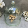 Huge 30cm Recycled Glass Cloche Dome Bell Jar, thumbnail 2 of 8