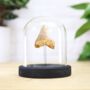 Juvenile Megalodon Tooth Bell Jar Real Authentic Jurassic Dinosaur Fossil Museum Quality Natural History Interior Design Home Decor Gift Ornament, thumbnail 1 of 5