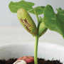 Pack Of Five Message Beanstalk Seeds, thumbnail 2 of 9