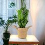 Zamioculcas Zanzibar Gem In 12cm Pot, thumbnail 6 of 7