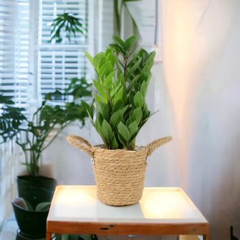 Zamioculcas Zanzibar Gem In 12cm Pot, 6 of 7