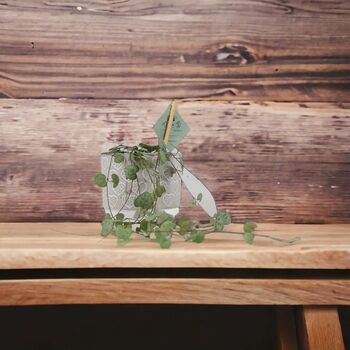 String Of Hearts Trailing Indoor Plant In8.5cm Pot, 8 of 9