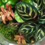 Tropical Terrarium Kit Diy | 'Leeds', thumbnail 7 of 12