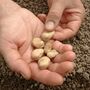 Seeds Broad Beans 'Imperial Long Pod' 12 X Seed Pack, thumbnail 3 of 9