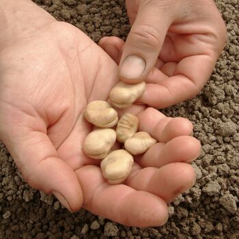 Seeds Broad Beans 'Imperial Long Pod' 12 X Seed Pack, 3 of 9