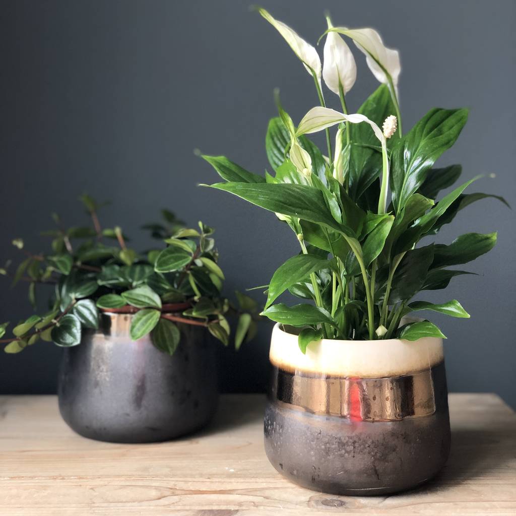 bronze shaded ceramic indoor plant  pot  by lime lace 