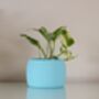 Vibrant Pot For Houseplants, Smooth Curve Design, thumbnail 5 of 11