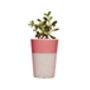 Concrete Pot Tall With Cactus/ Succulent In Pink, thumbnail 2 of 3