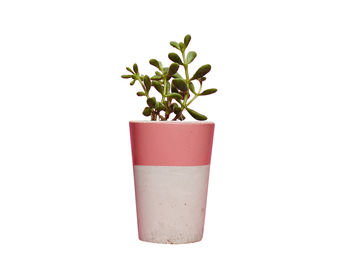 Concrete Pot Tall With Cactus/ Succulent In Pink, 2 of 3