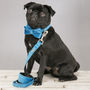 The Constantine Velvet Dog Collar Bow Tie And Lead Set, thumbnail 6 of 6