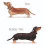 Dachshund Dog Birthday Card, Pet Card ..7v11a, thumbnail 3 of 5