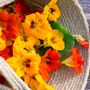 Nasturtium 'Whirlybird Mix' Three X 9cm Pots, thumbnail 1 of 5