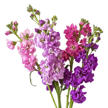 Flowers Stocks 'East Lothian' Six X Plug Pack, 5 of 5