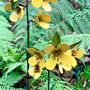 Two Stems Yellow Wildflower Garden Sculptures Art050ylw, thumbnail 9 of 11