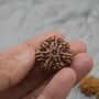 Seven Faced Nepali Rudraksha Beads Jewelry, thumbnail 1 of 6