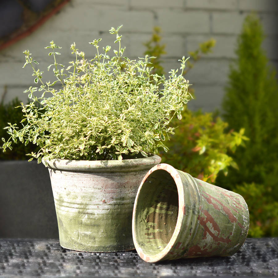 moss effect plant pots by miafleur