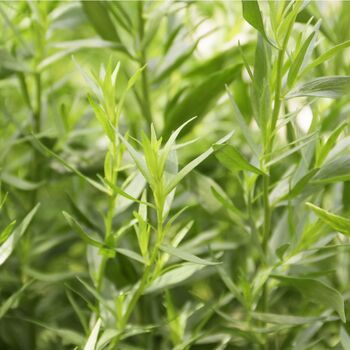 Herbs, Russian Tarragon, Full Plants In 9cm Pots, 4 of 5