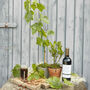 Grow Your Own Mulled Wine Gift Crate, thumbnail 2 of 10